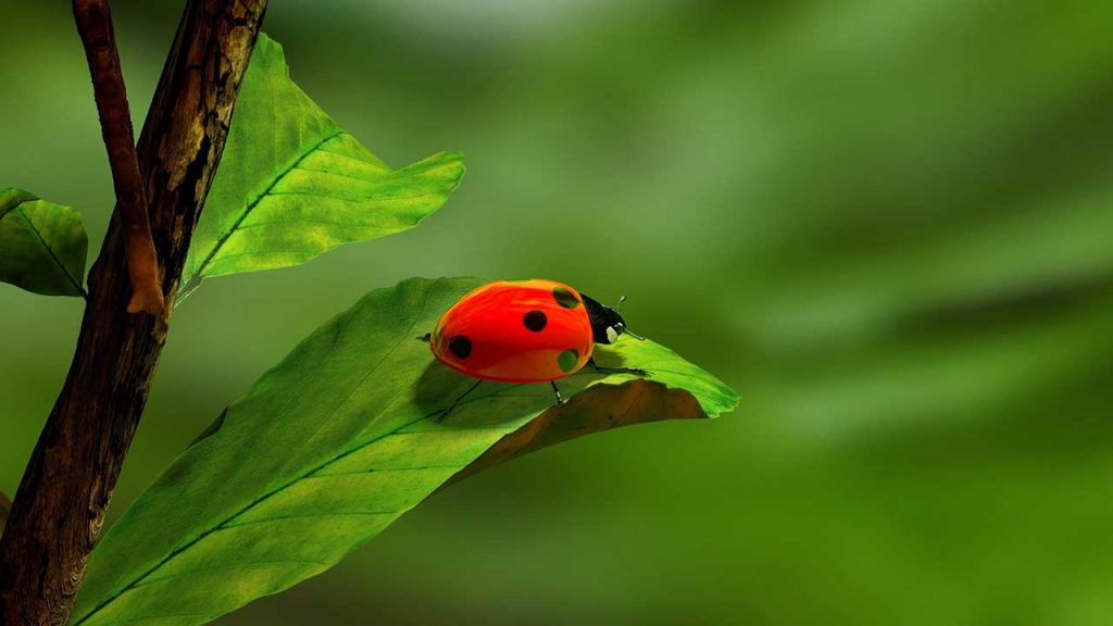 Image of Lady Bug on a Leaf