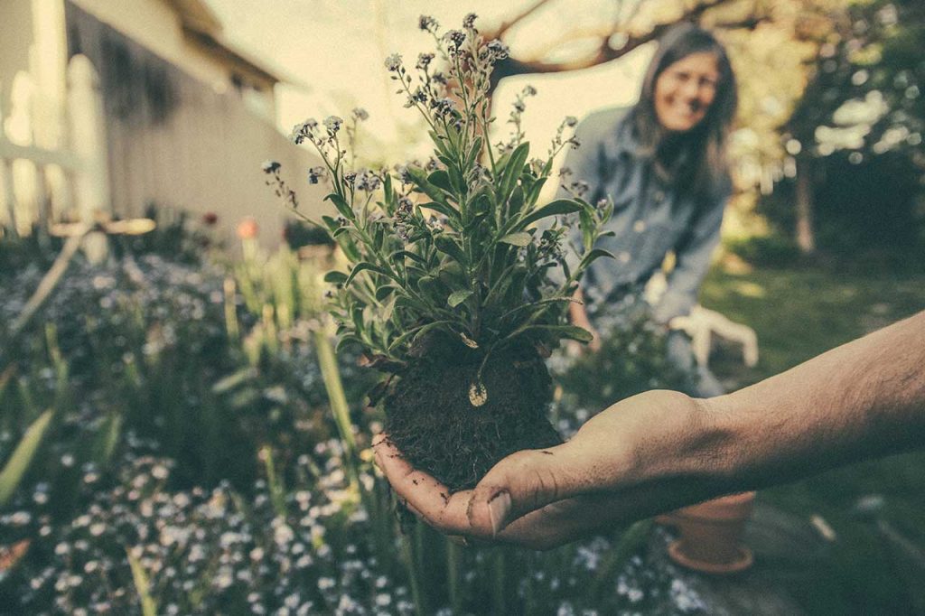 Image of Planting